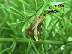 Smilia camelus