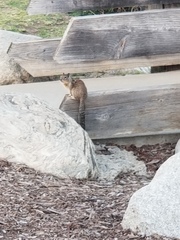 Otospermophilus beecheyi