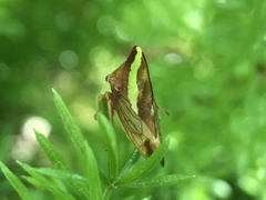 Smilia camelus