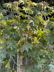 Ricinus communis