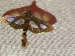Diaphania praxialis