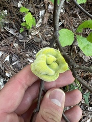 Exobasidium symploci