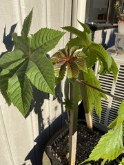Ricinus communis