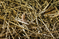 Hemidactylus brookii