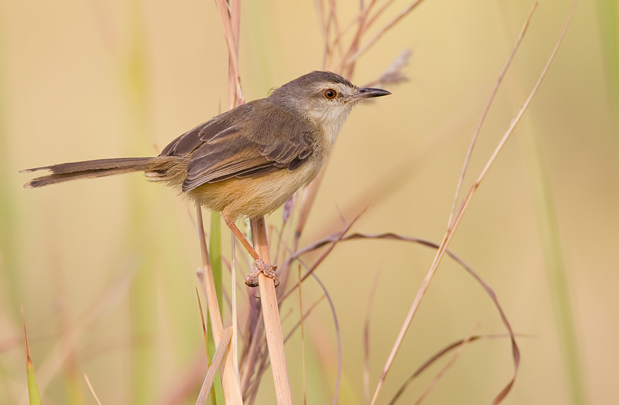 Tawny-flanked prinia - Wikipedia