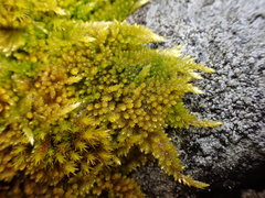 Homalothecium aureum