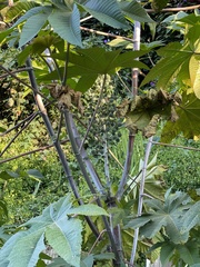 Ricinus communis