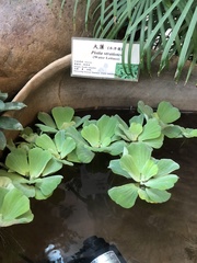 Pistia