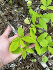 Exobasidium symploci