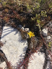 Osteospermum subulatum