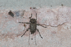 Leptostylopsis terraecolor