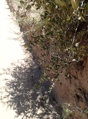 Simmondsia chinensis