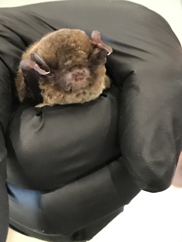 Chocolate Lobe-lipped Bat