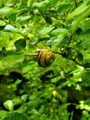 Nesiohelix samarangae