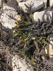 Senecio lycopodioides