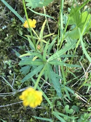 Ranunculus auricomus