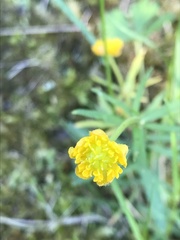 Ranunculus auricomus