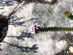 Adenandra rotundifolia