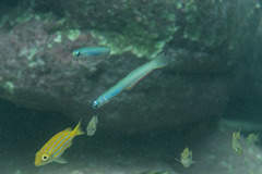 Ptereleotris monoptera