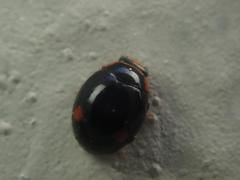 Hyperaspis campestris