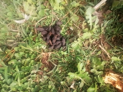 Hystrix africaeaustralis