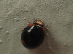 Hyperaspis campestris