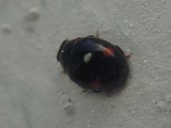 Hyperaspis campestris