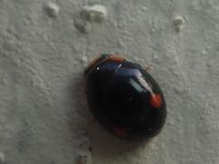 Hyperaspis campestris