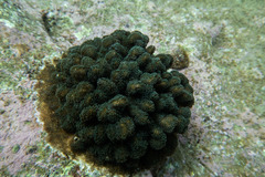Pocillopora aliciae