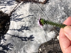 Adenandra rotundifolia