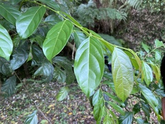 Glochidion kusukusense