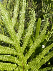 Microsorum scolopendria