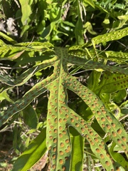 Microsorum scolopendria