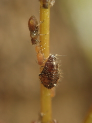 Periphyllus testudinaceus