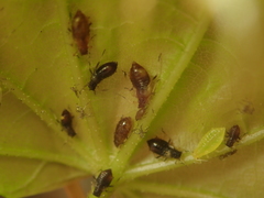 Periphyllus testudinaceus