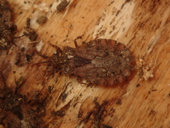 Aradus conspicuus