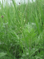 Milium vernale