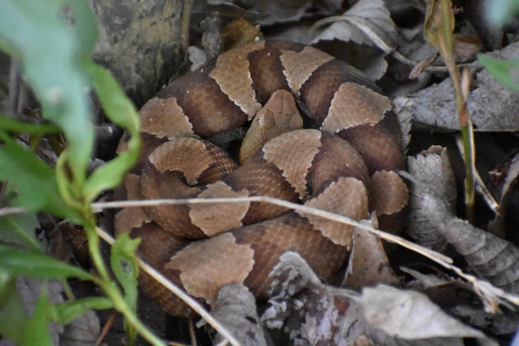 Broad-banded Copperhead from North Arlington, Arlington, TX, USA on ...