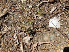 Collomia heterophylla