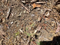 Collomia heterophylla