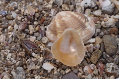 Anomia chinensis