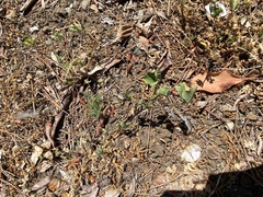 Collomia heterophylla