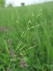 Milium vernale