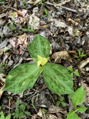 Trillium discolor