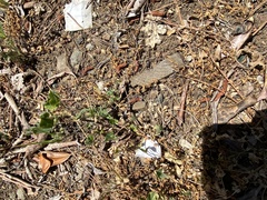 Collomia heterophylla