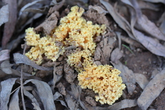 Ramaria capitata