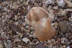 Anomia chinensis