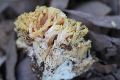 Ramaria capitata