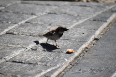 Passer domesticus