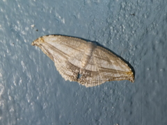 Morphomima fulvitacta